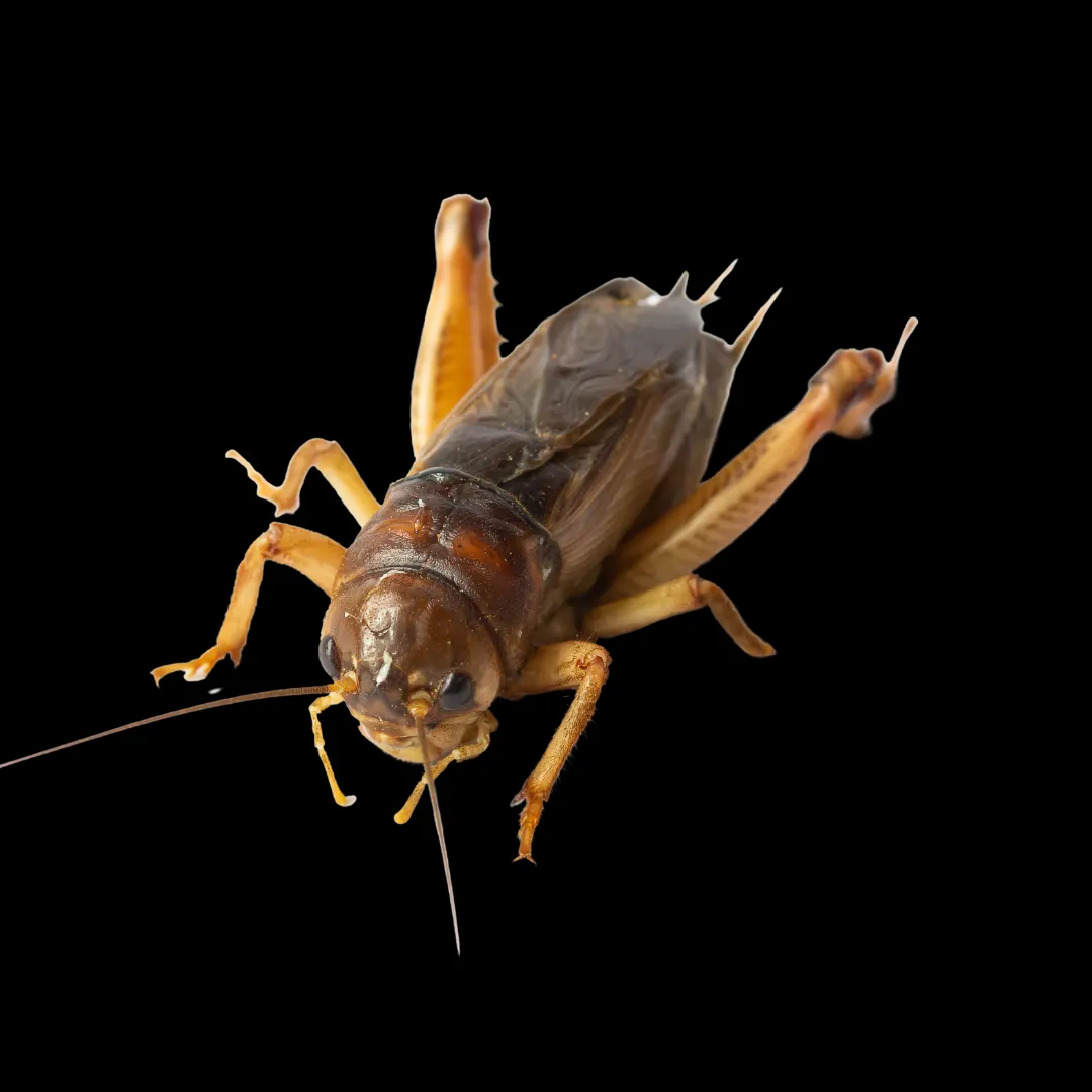 Crickets making noise all night?  Diaz Pest Services will ensure silence is on the way