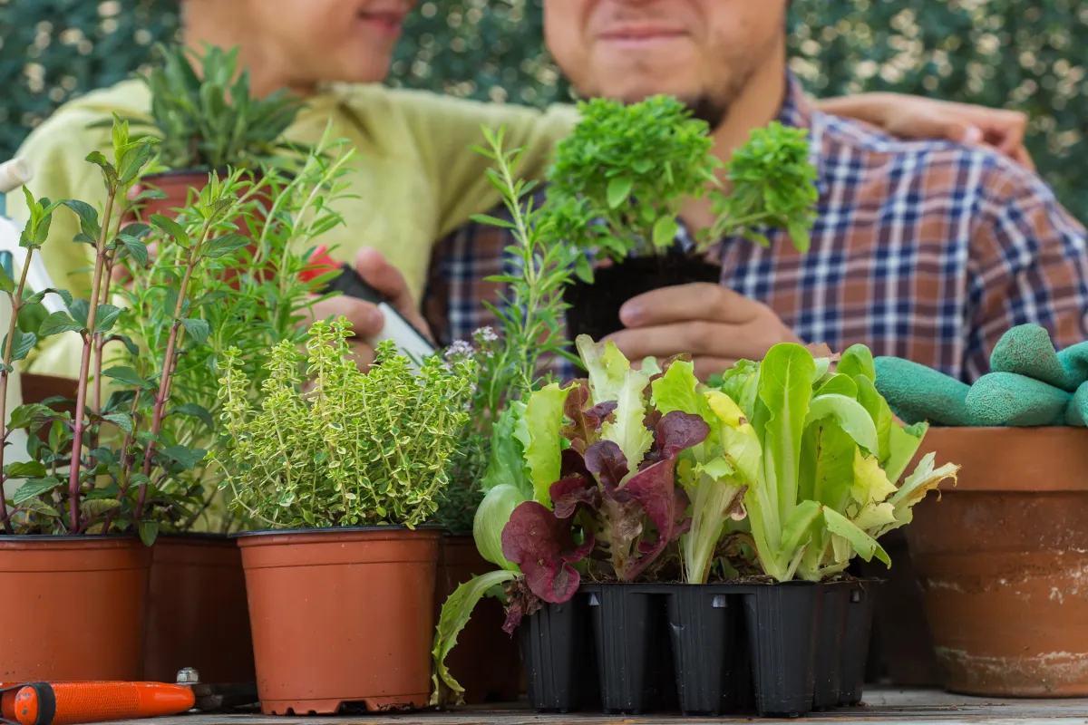 Drought-Tolerant Plants