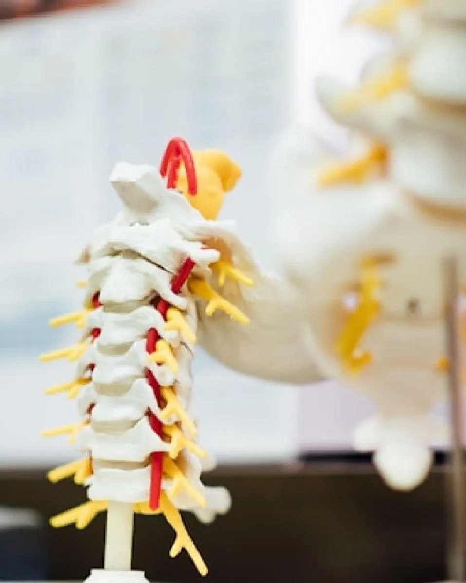 Illustration of a spine model on a chiropractic clinic.
