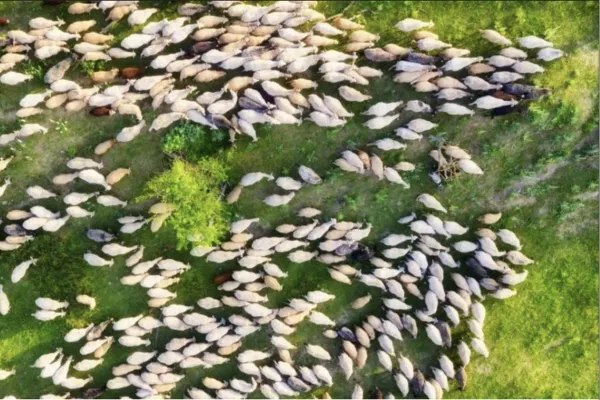 Grasslands Need Grazing — But Europe Has Lost 70% of Its Grazing Farms