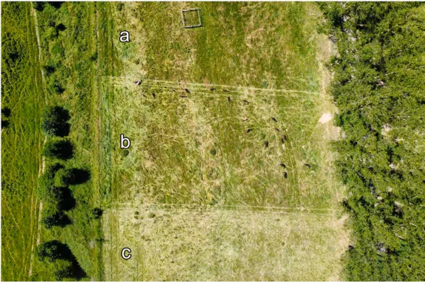 More than moving livestock: what a major grazing review reveals