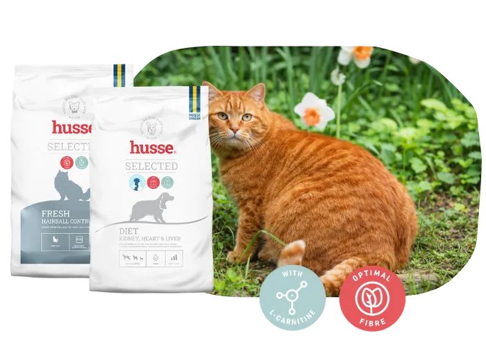 Animal Exceso de Peso