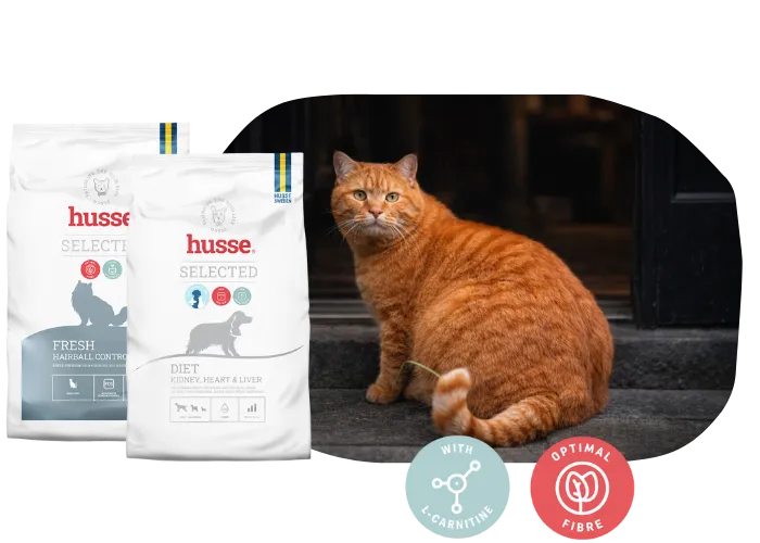 Animal Exceso de Peso