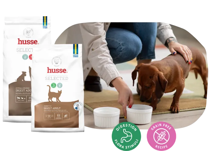 Animal problema digestão