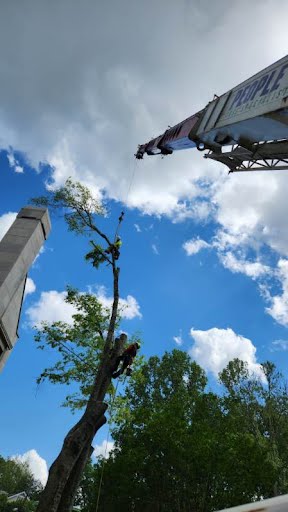 Crane assisting with heavy tree removal