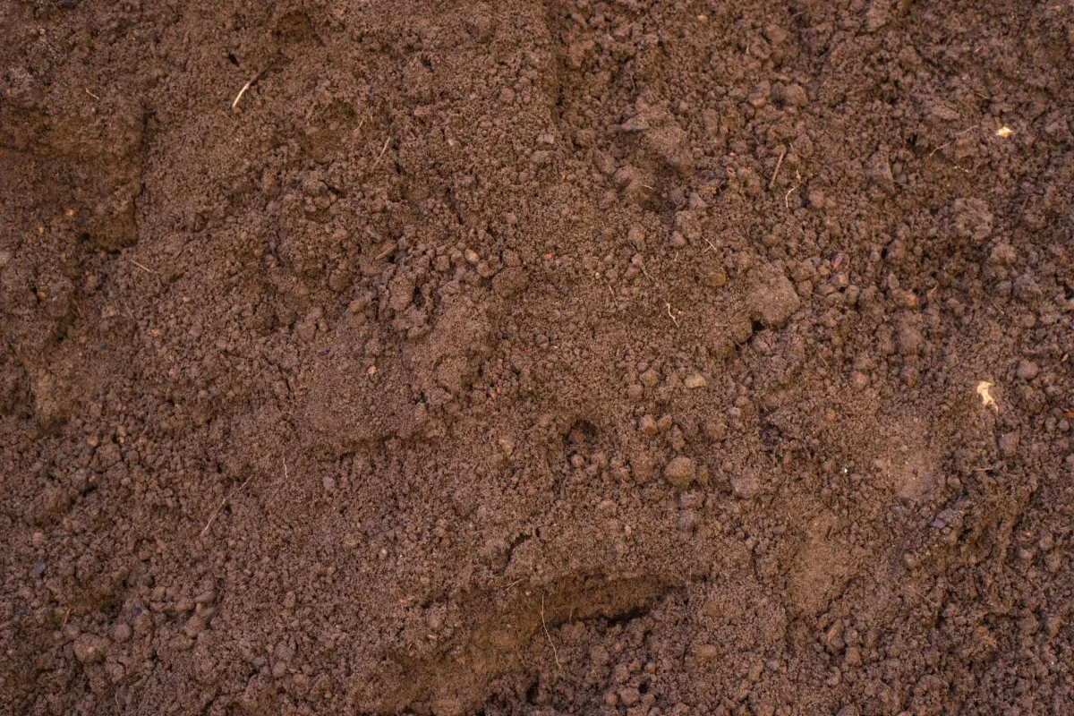 loamy soil