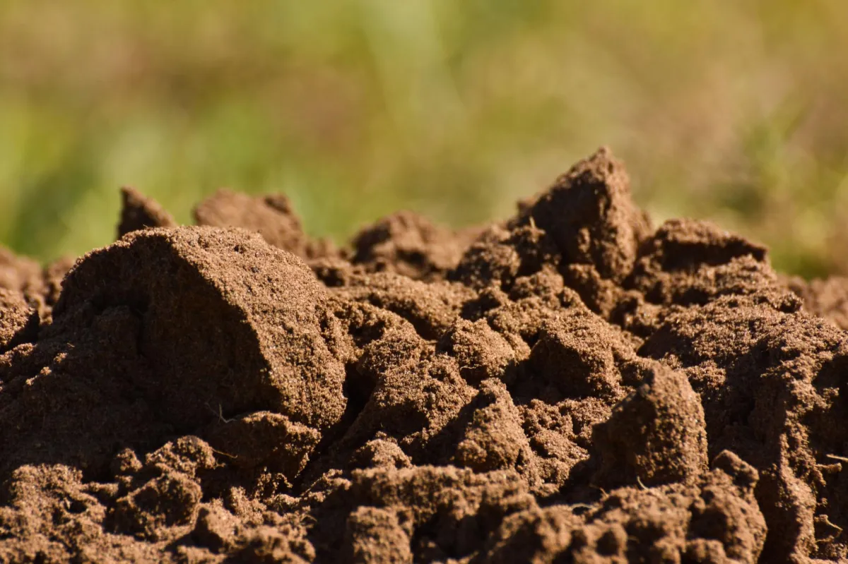 sandy soil