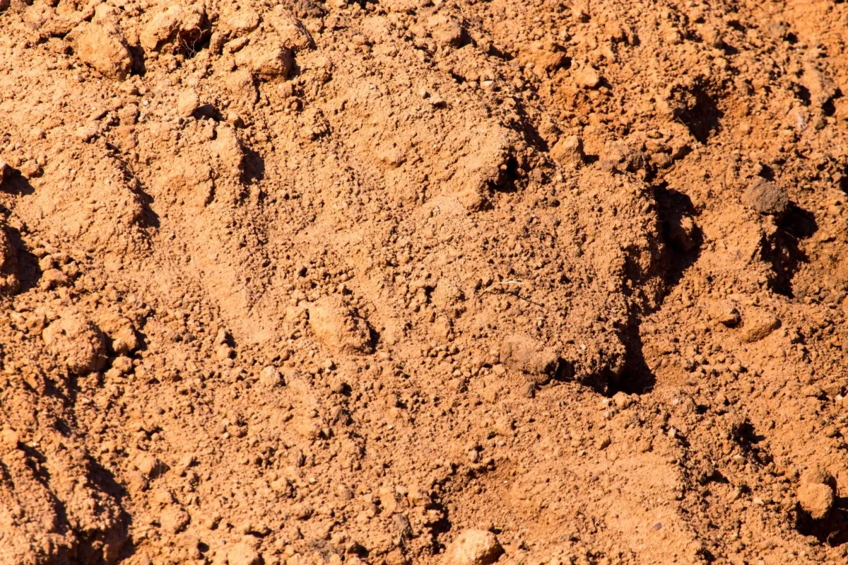 clay soil