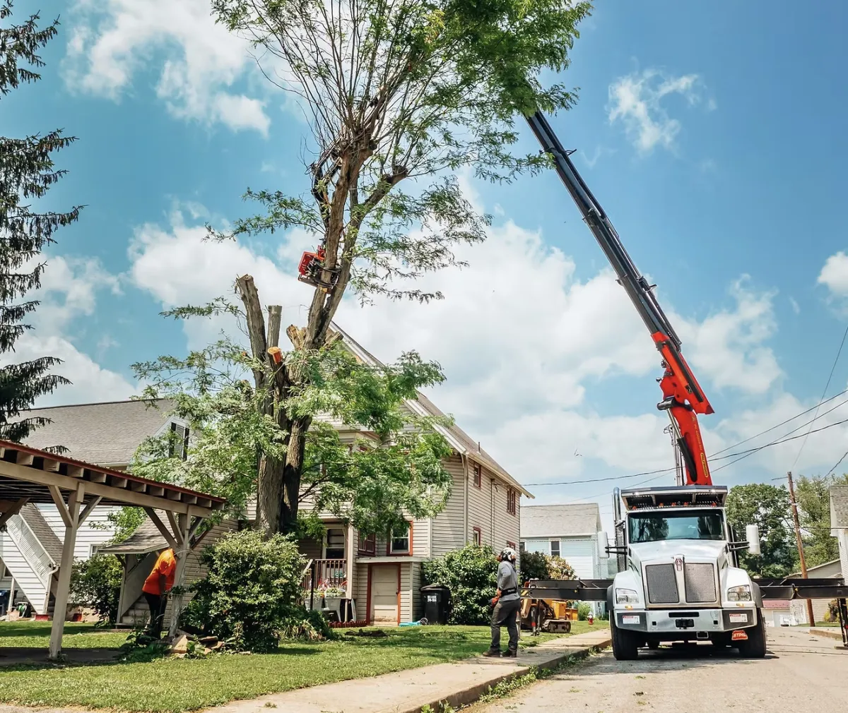 Arborist pruning a tall tree with ropes and overcast sky