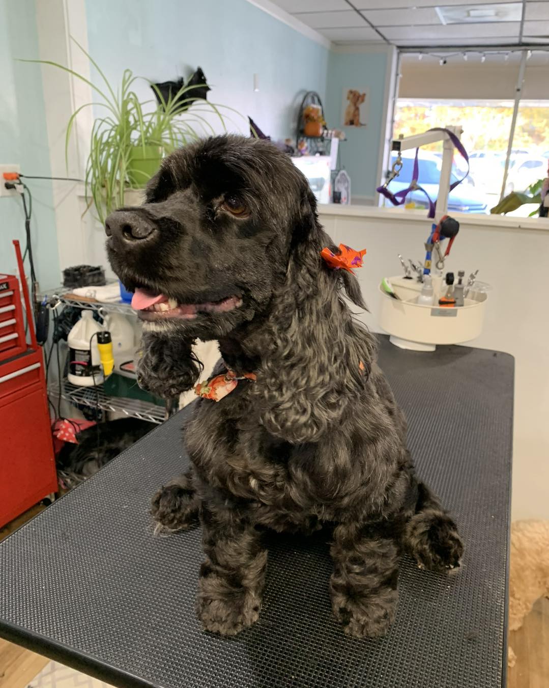 Bath and Groom Only Monroe