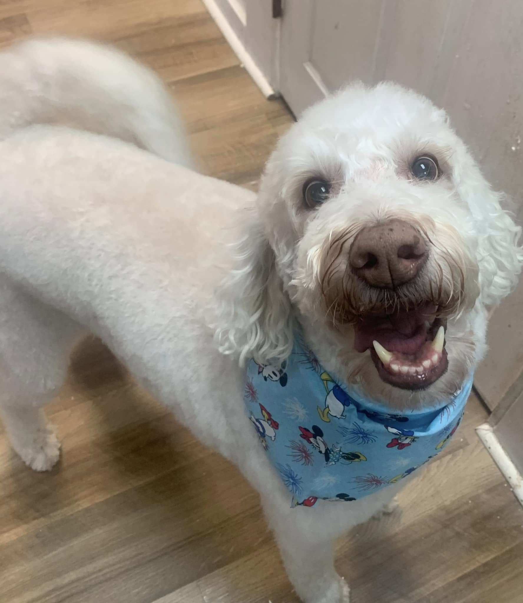 Full Grooming Monroe