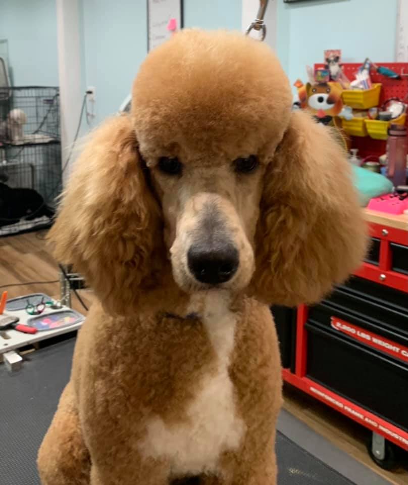 Pet Haircut in Monroe