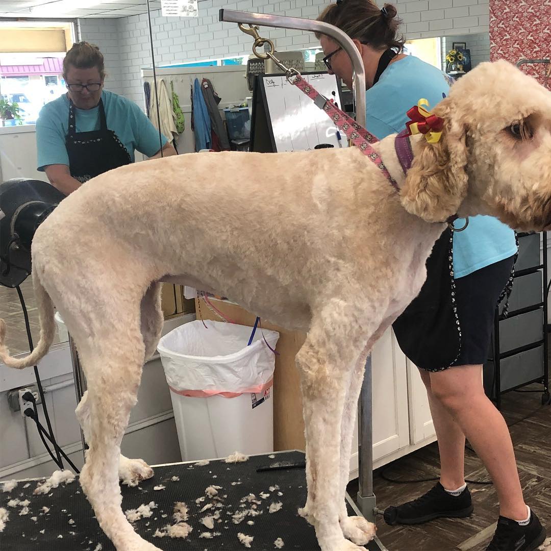 Monroe Full Grooming