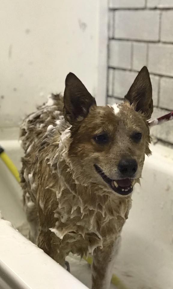 Wingate Bath and Groom Only