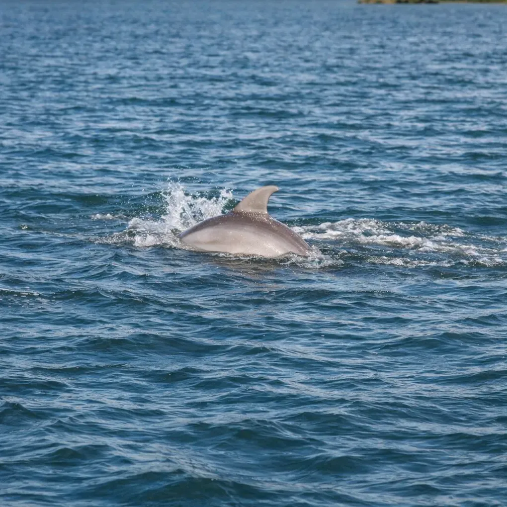 Dolphin swimming in the waters of Cocoa Beach, showcasing the area's diverse marine life and eco-friendly sailing experiences.