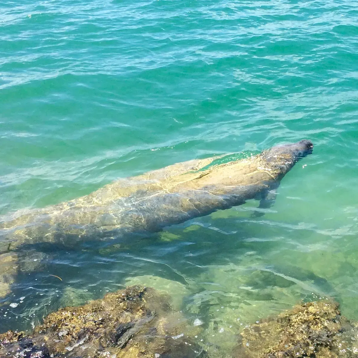 Manatee swimming in clear waters near Cocoa Beach, highlighting wildlife interactions available during sailing tours.