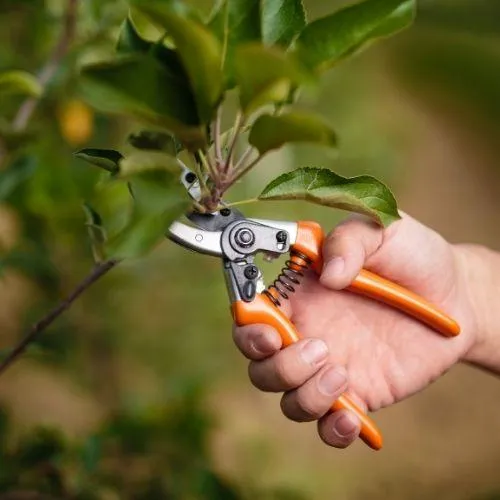 pruning a tree branch for optimal health