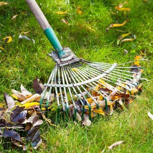 racking the leaves falling in Novato