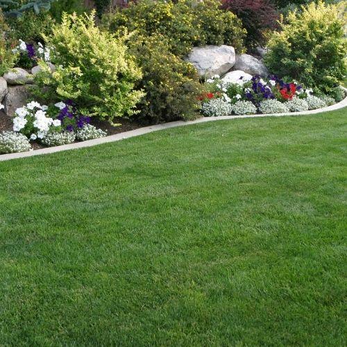 Lawn landscaping renewal for a green lawn in Sonoma county