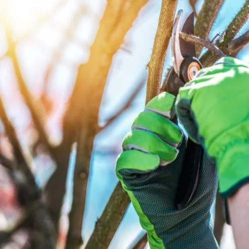 lightly pruning a tree branch in Sonoma County