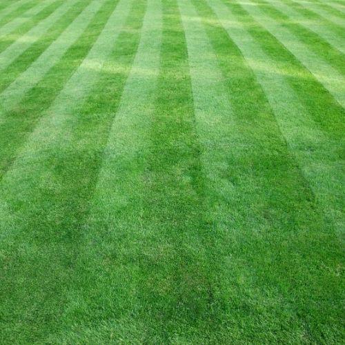 perfect strips in the mowed grass