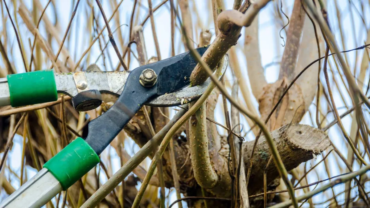 tree trimming and pruning Petaluma, CA — arborist cutting low limb safely — A & J Yard Service