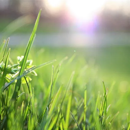 blades of grass sticking out after lawn care service in santa rosa