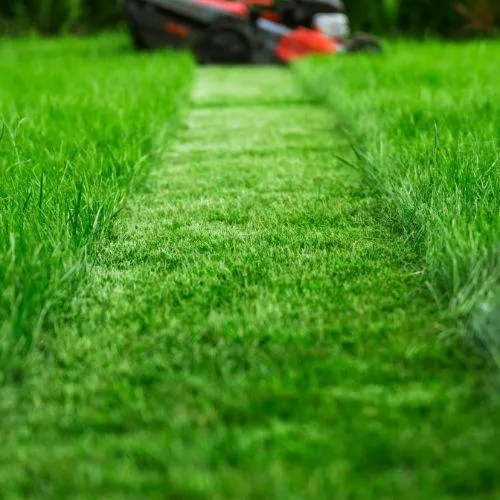 mowing a perfect stripe in the lawn for a dwelling in Petaluma