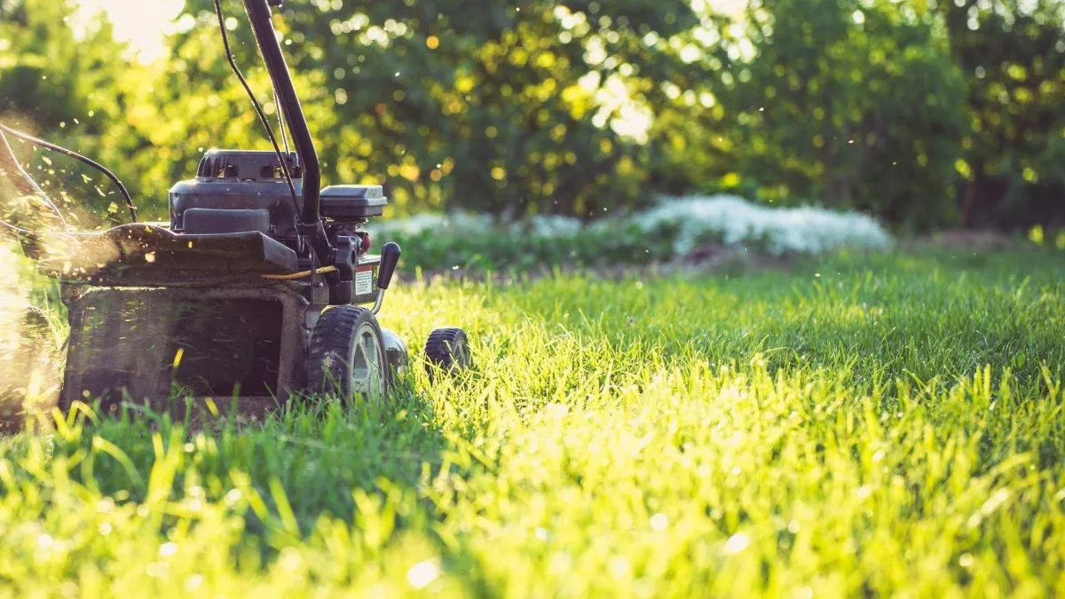 landscaping and installation Windsor, CA — crew planting and setting drip lines — A & J Yard Service