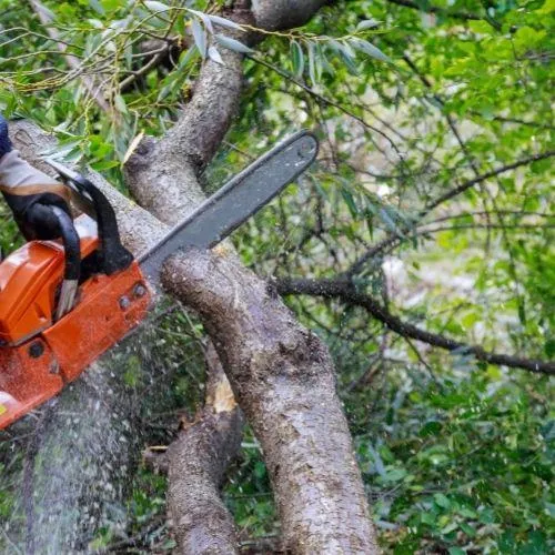 Cutting down a tree, piece by piece in Novato