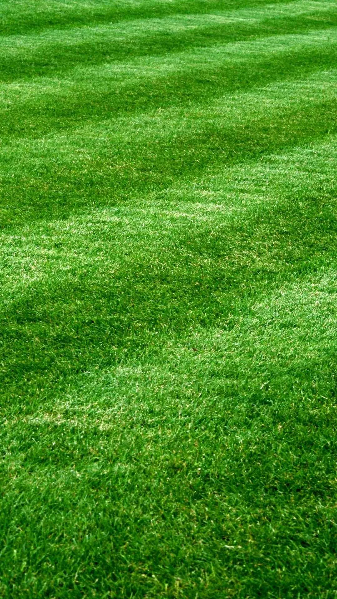 perfectly cut and stripped lawn in Novato