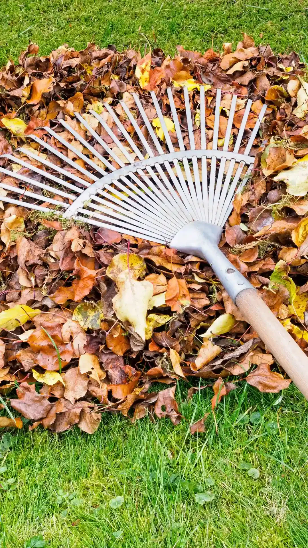 raking leaeves in rohnert park