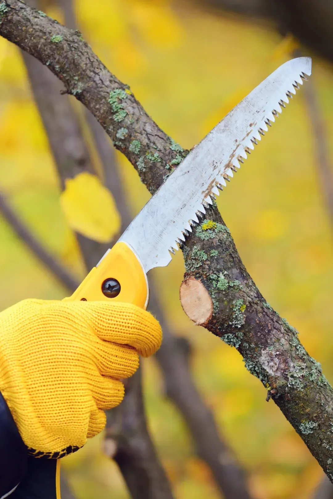 tree trimming in Novato