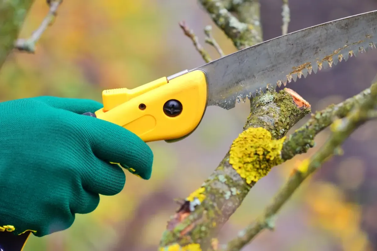 tree trimming Santa Rosa — careful branch removal — A & J Yard Service