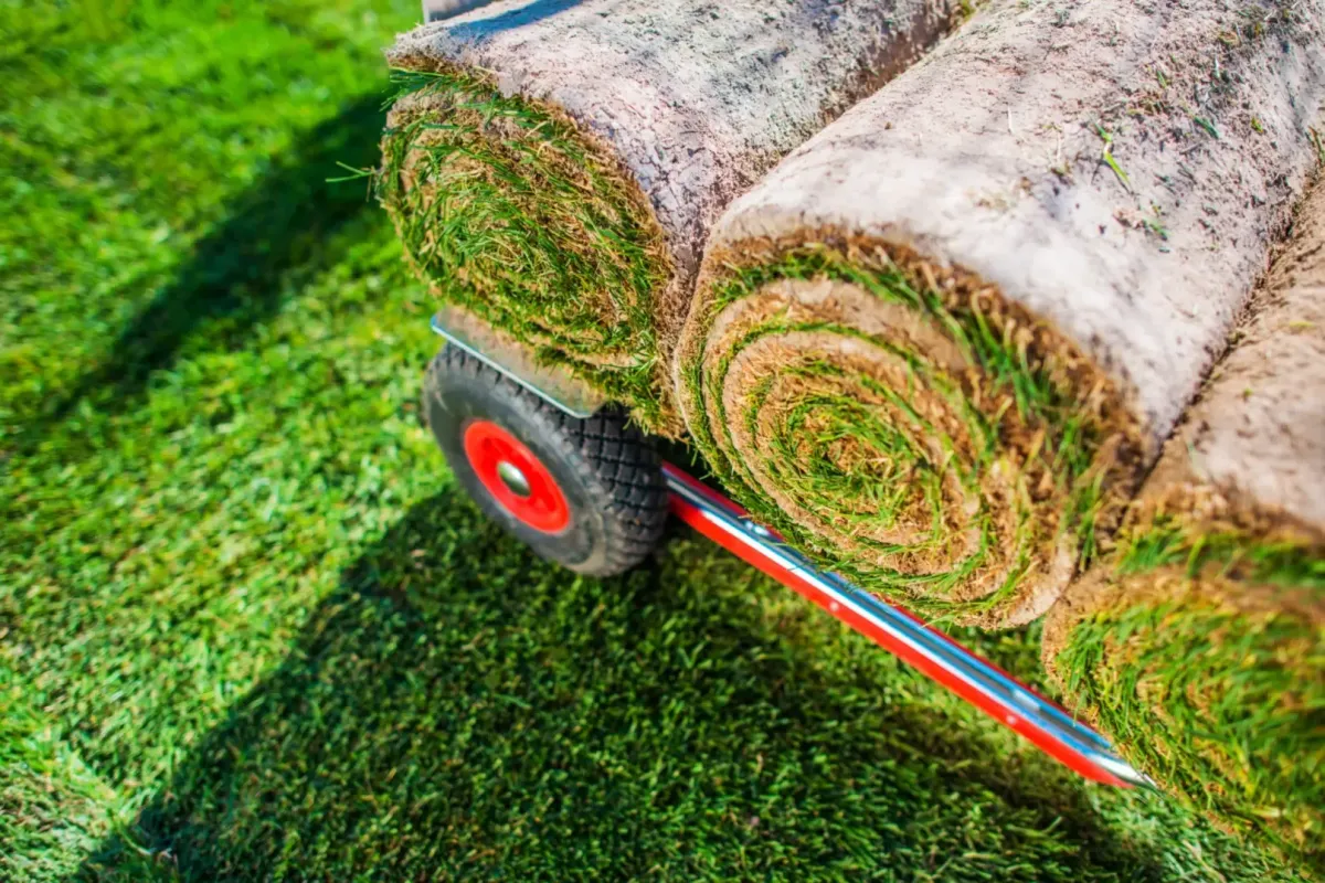 yard service Santa Rosa, CA — downtown home front yard — A & J Yard Service