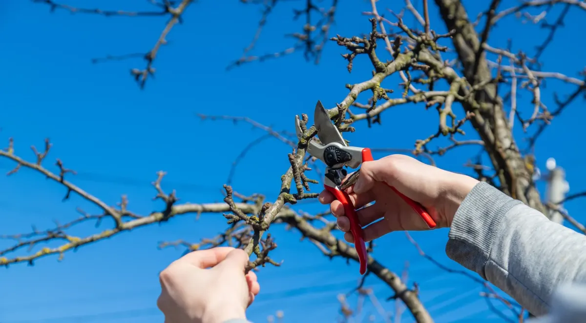 tree trimming and pruning Santa Rosa, CA — arborist cutting low limb safely — A & J Yard Service