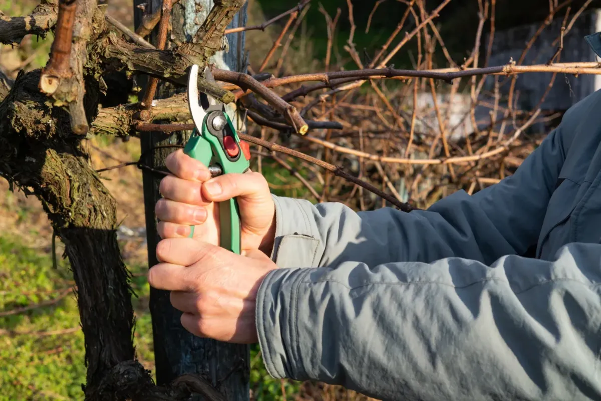 tree trimming and pruning Rohnert Park, CA — arborist cutting low limb safely — A & J Yard Service