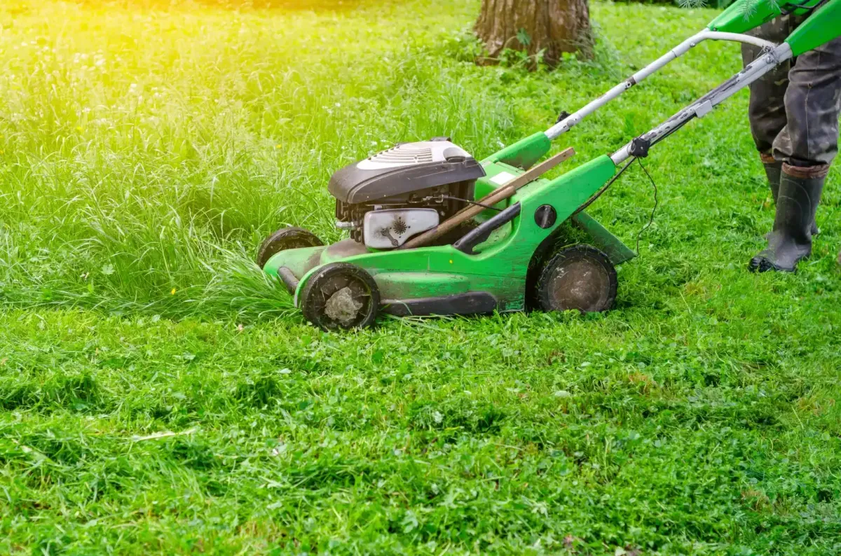landscaping and installation Petaluma, CA — new sod and plantings installed — A & J Yard Service