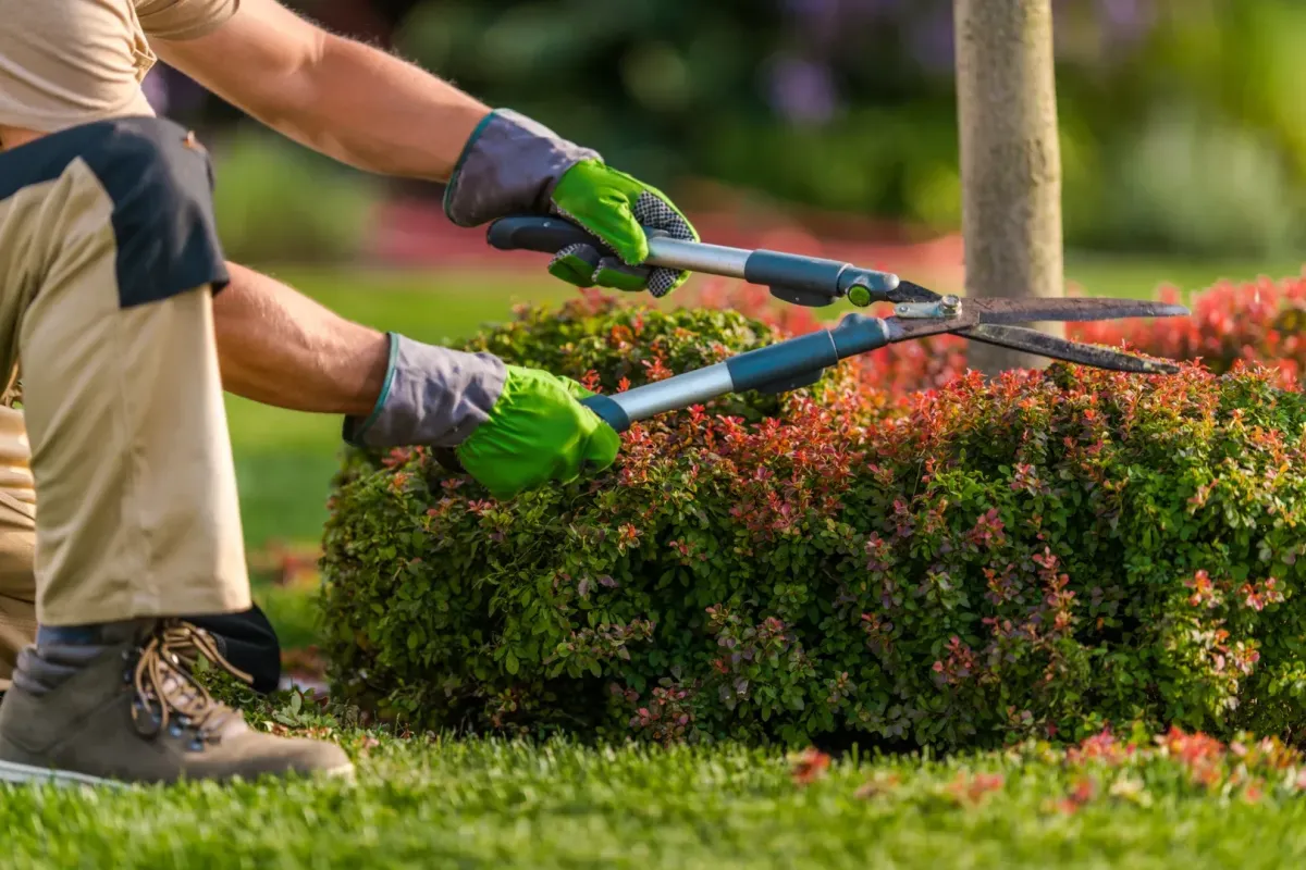 mowing and lawn care Rohnert Park, CA — crew mowing and edging front lawn — A & J Yard Service