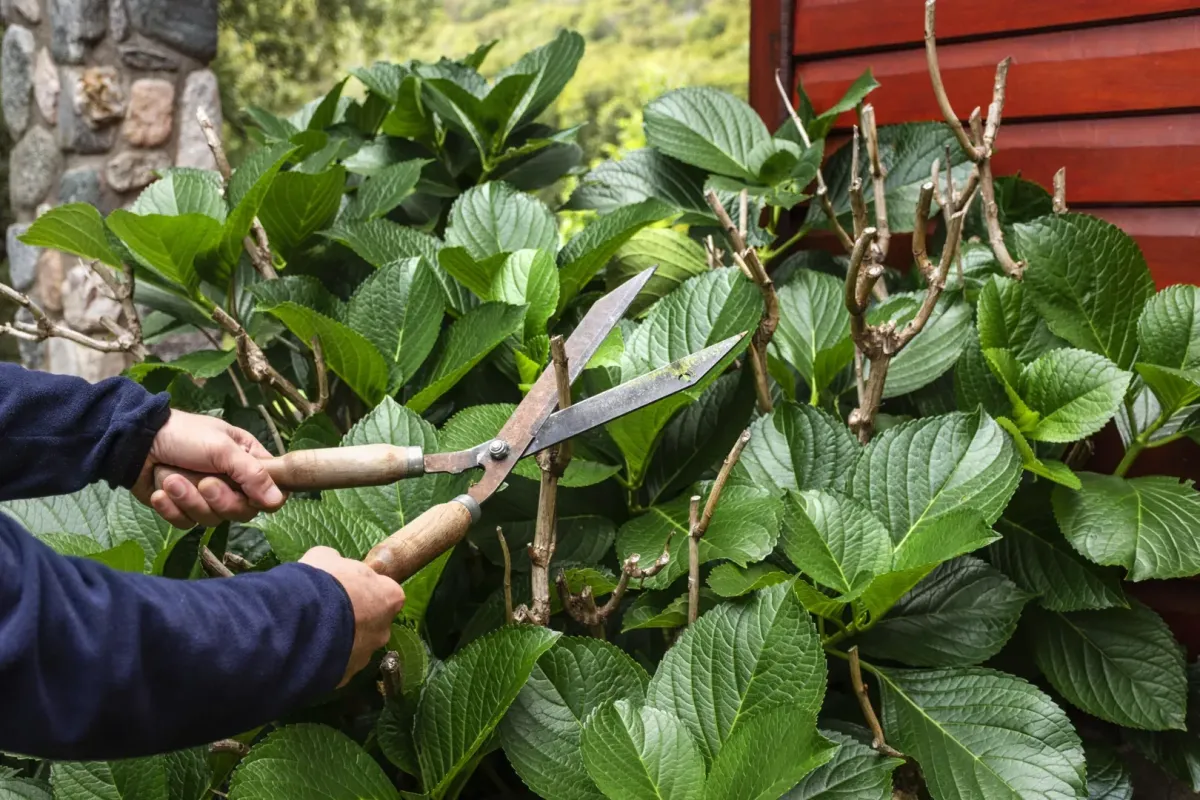 tree trimming and pruning Windsor, CA — arborist cutting low limb safely — A & J Yard Service