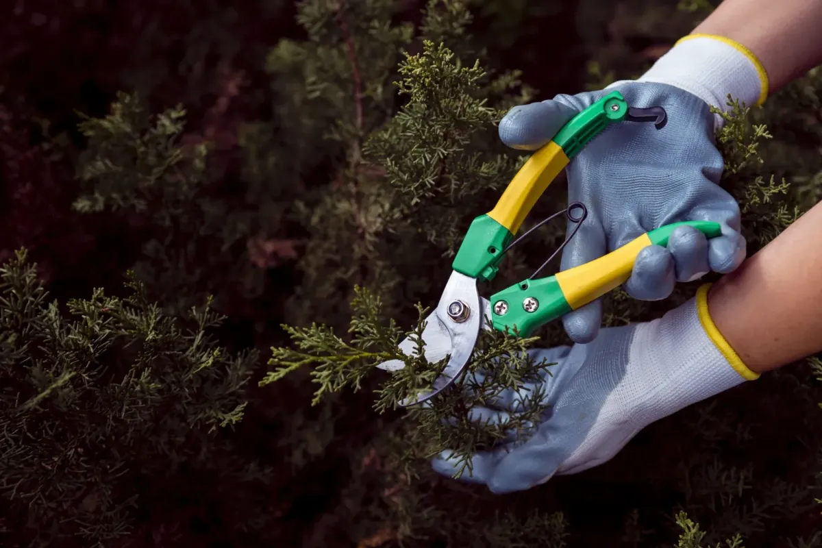 tree trimming and pruning Novato, CA — arborist cutting low limb safely — A & J Yard Service