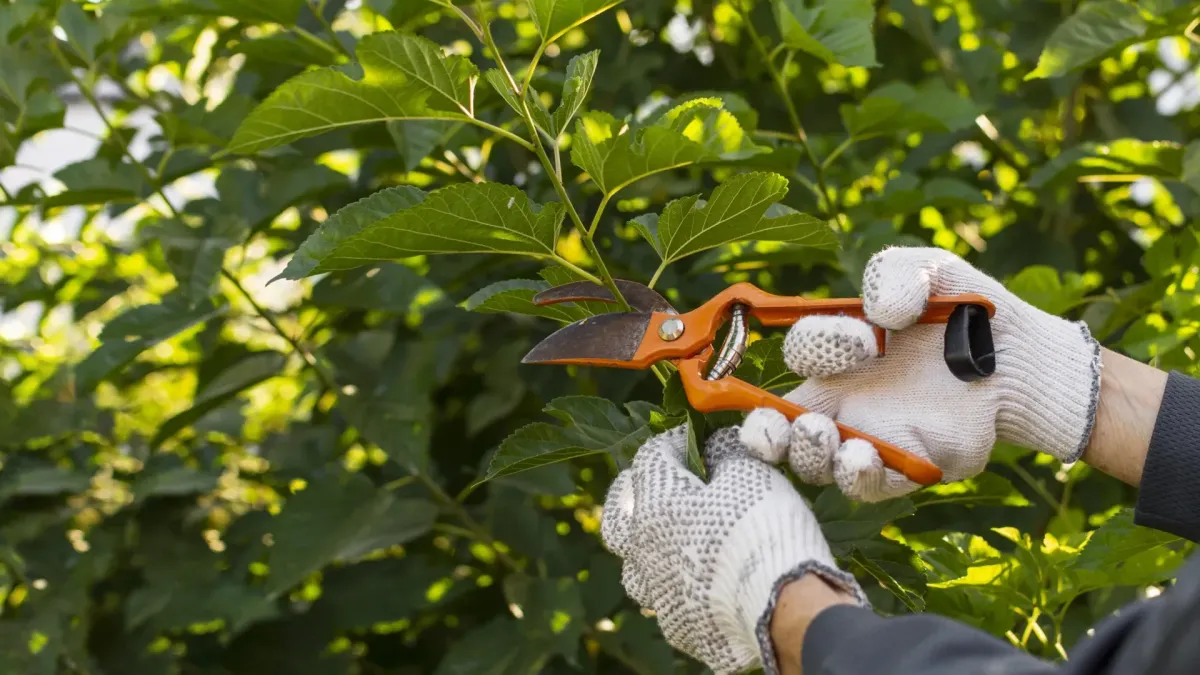 tree trimming and pruning Sebastopol, CA — crew pruning low limb — A & J Yard Service