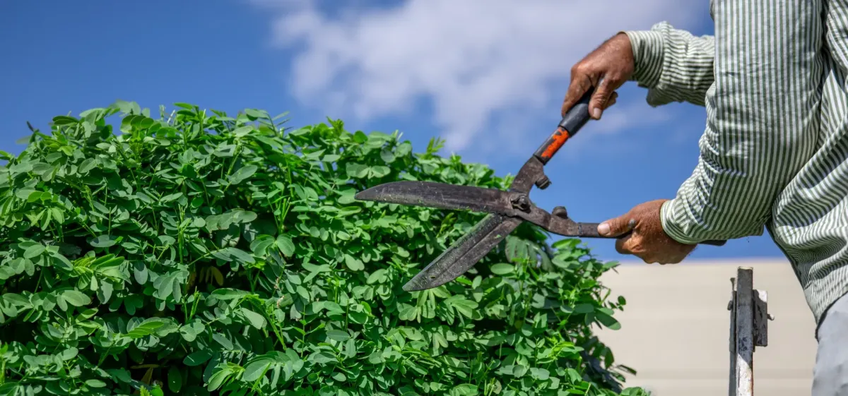 mowing and lawn care Windsor, CA — crew mowing and edging front lawn — A & J Yard Service