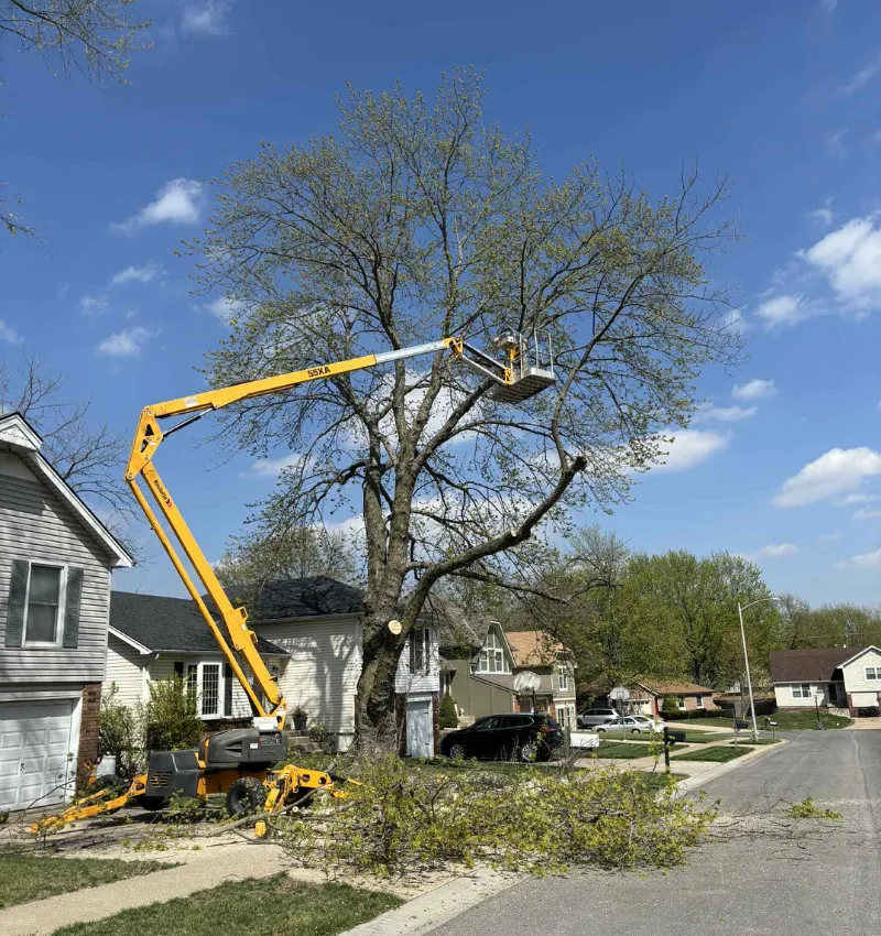 Pruning services in Kansas City Metro area, How much for pruning service