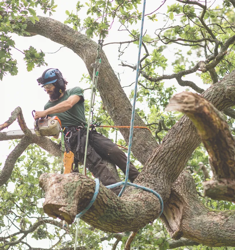 TreRemoval in Kansas City, Tree Removal services near me, how much for tree removal