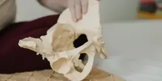 A person holding a beige anatomical model of a human pelvis, often used in birth education by a birth doula, showing the bone structure with part of their hand visible in the background.