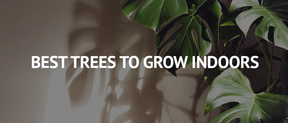 Best Trees to Grow Indoors