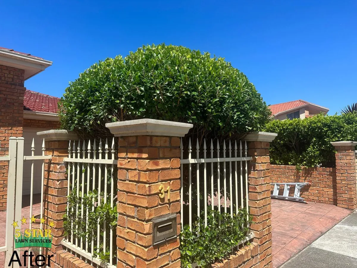Hedge trimming and garden maintenance Melbourne Northern Suburbs
