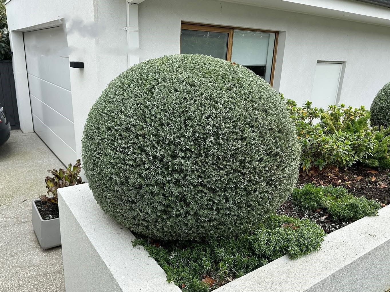 garden hedge maintenance melbourne