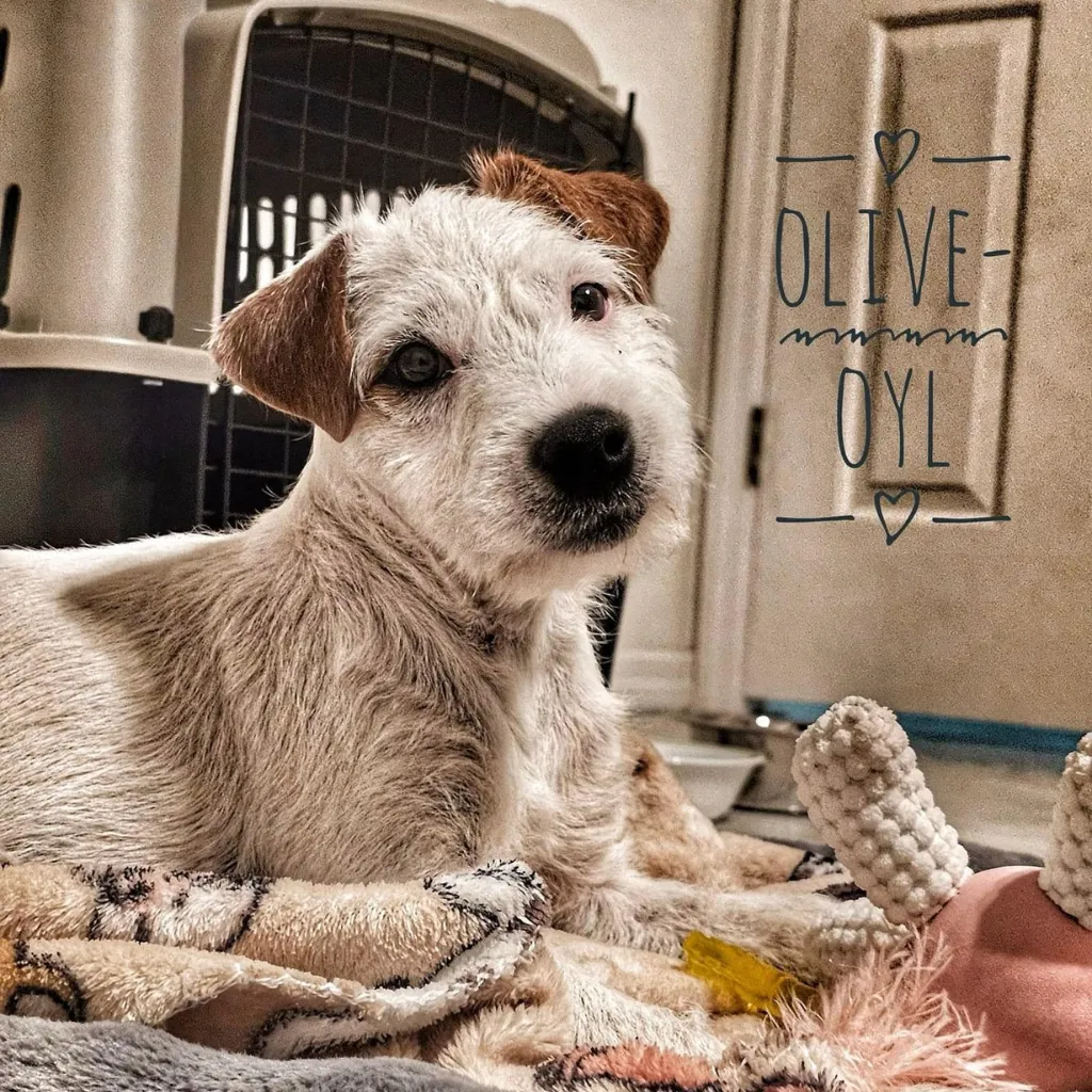 British Grit Jack Russell puppies Poppy and Olive Oyl cuddling at home